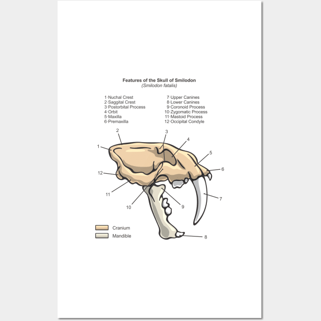 Smilodon Skull Diagram Wall Art by taylorcustom